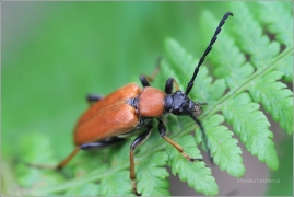 <p>TESAŘÍK OBECNÝ (Stictoleptura rubra) ---- /Red-brown Longhorn Beetle - Rothalsbock/</p>